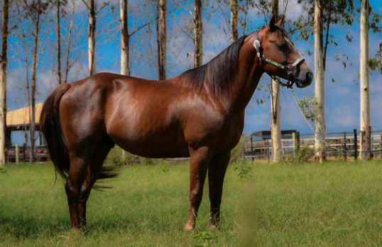 FLYING BROWN LEO